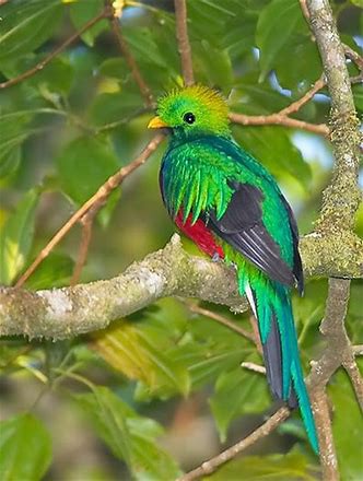 The Newest Burung Images On Picsart