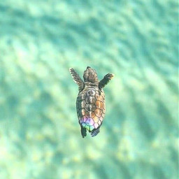 turtles cute 2019awards freetoedit sea