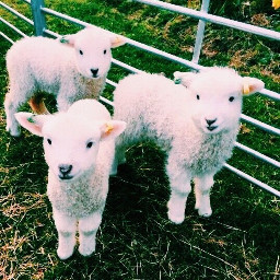 freetoedit baby goat lamb farm