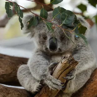 koala head roblox