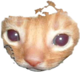 gato en png