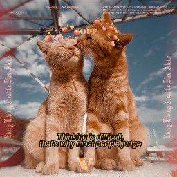 cats love lovecats kiss aesthetic freetoedit