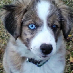 eyes blueeyes picsartchallenge mydog dog pceyes