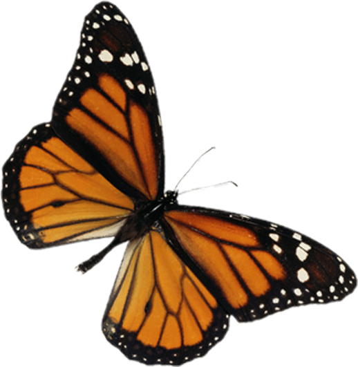 butterfly butterflies cute sticker by @ijskoffieglas