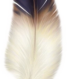scfeathers feathers freetoedit