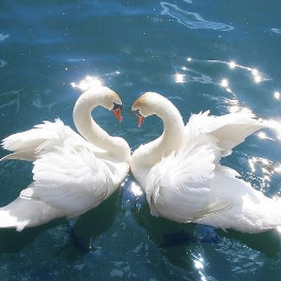 freetoedit swans water aesthetic
