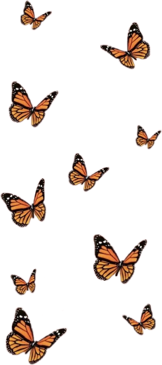 500 Orange Butterfly Pictures HD  Download Free Images on Unsplash