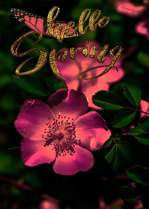 pics New Good Morning Gif Flowers joy goodmorning gif roses flowers gif