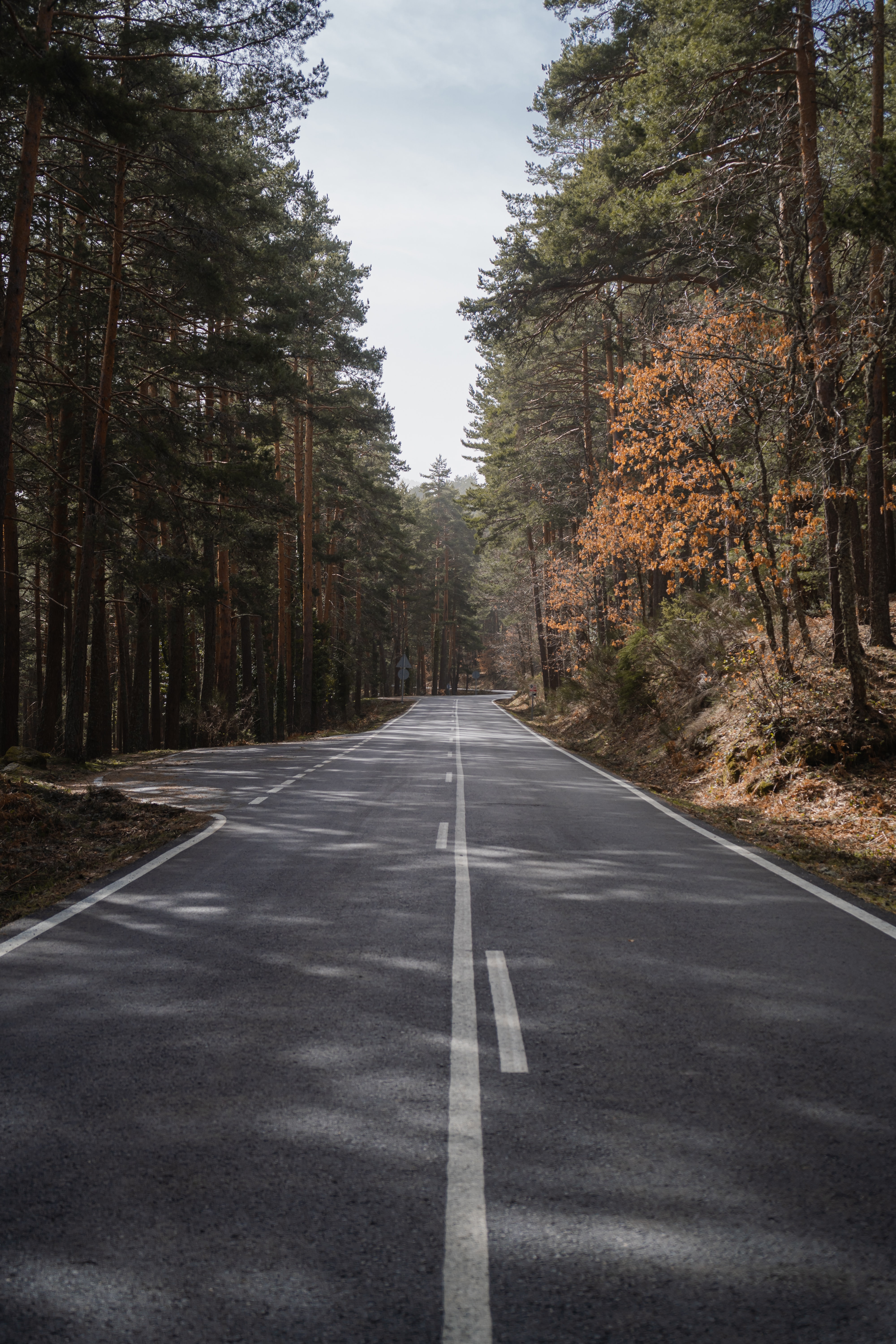 road nature trees background image by @freetoedit
