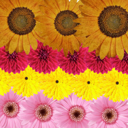 freetoedit background flowers flower spring