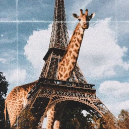 freetoedit giraffe eiffeltower paris aesthetic ecgiantanimals