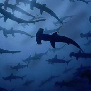 Hammerhead Similar Hashtags Picsart Hammerhead Similar Hashtags Picsart