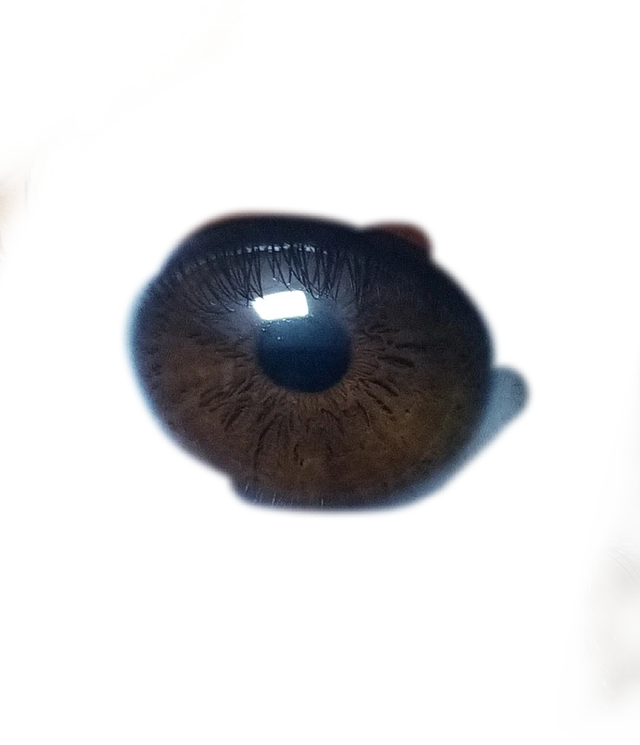 Eyes Browneyes Sticker By Anime Loverアニメ愛好家アニメ愛好家 Eyes Browneyes Sticker By Anime Loverアニメ愛好家アニメ愛好家