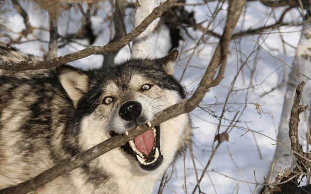 photo Real Cute Wolf Pics cute wolf gif by ghost
