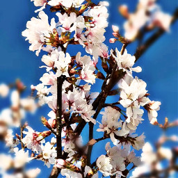 @csefi blossom spring wonderful sky