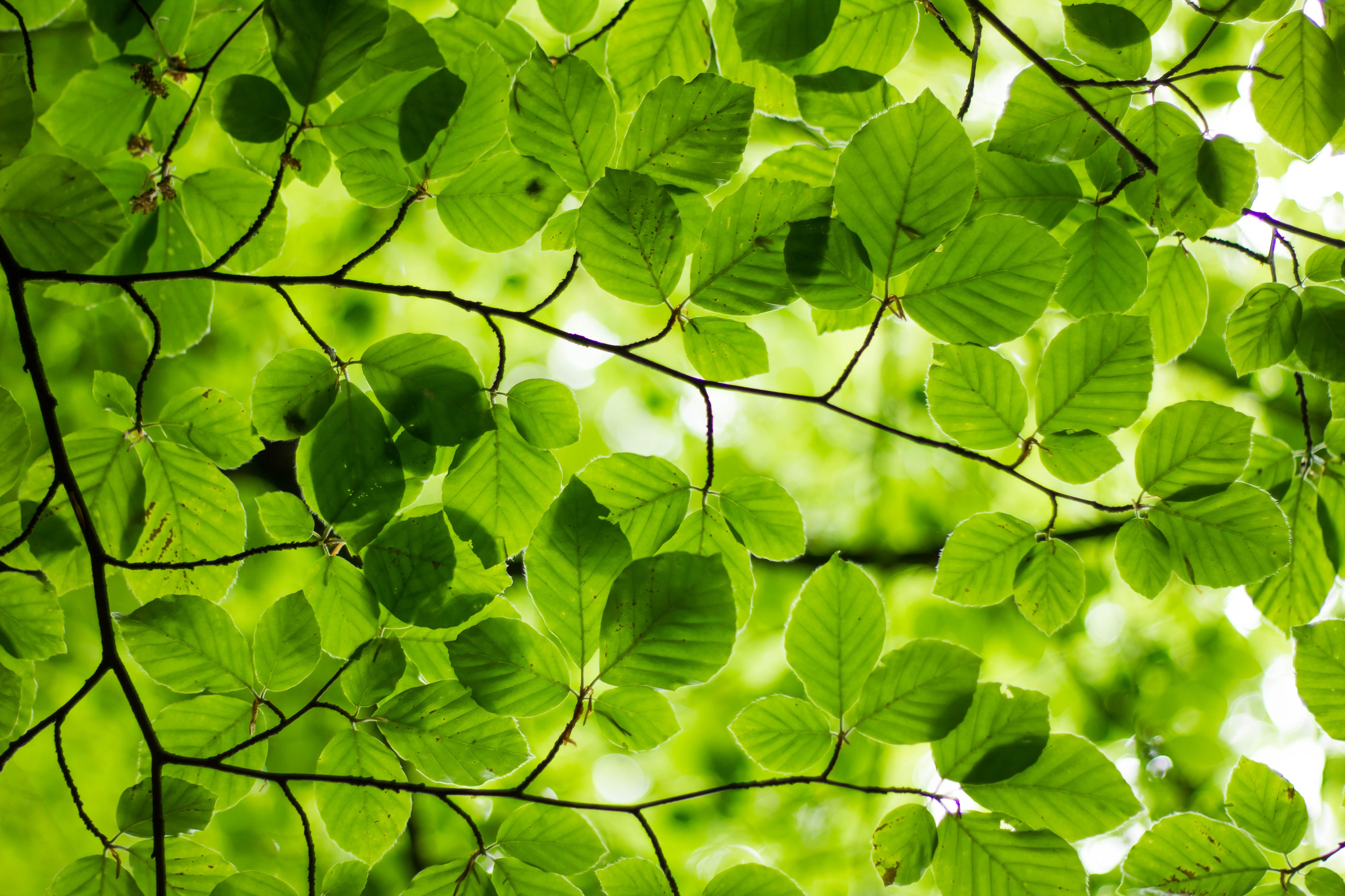 green leaves background 323257415360201 by @freetoedit.