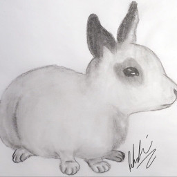 bunny rabbit art drawnbyme rabbitdrawing freetoedit