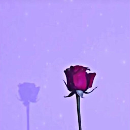 freetoedit aesthetic purple rose polaroid