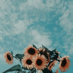 wallpaper sunflower aesthetic tumblr