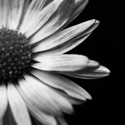 freetoedit bwphoto flower local