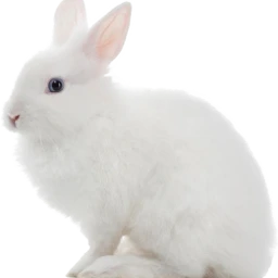 freetoedit picsart bunny rabbit white sceaster easter