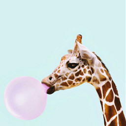 żyrafa ballon guma balon tapeta