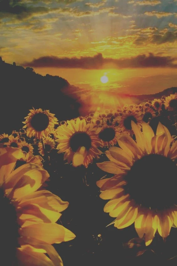 Sun Sunflower Sunset Sunrise Tumblr Image By Juh