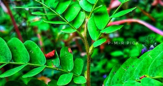 Picsart banner for @pmrpick