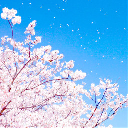 background cherryblossoms sakuratree freetoedit