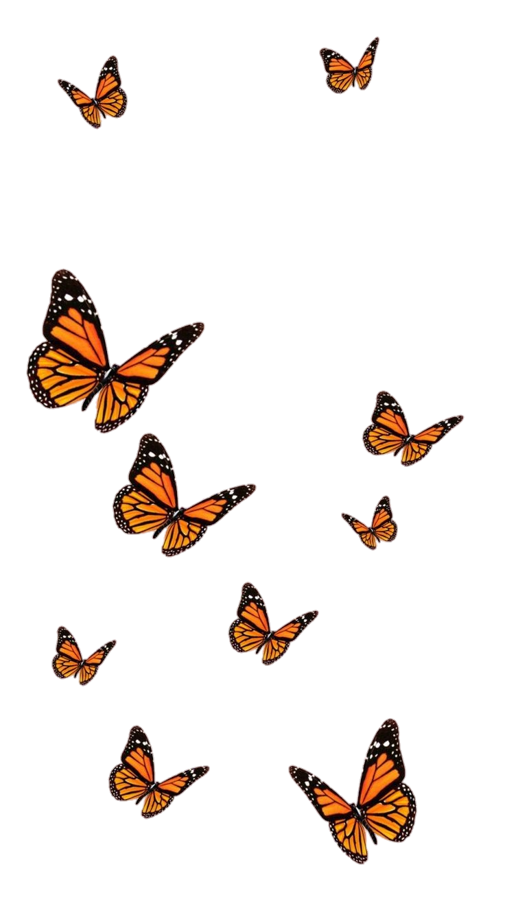 freetoedit butterflies orange aesthetics sticker by @jnkenty