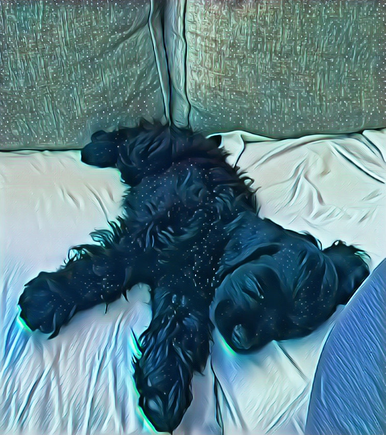 #cockerspaniel #puppie #puppy #dog