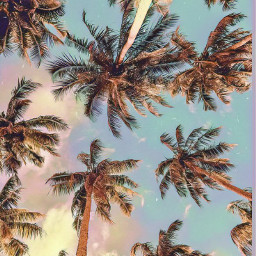 palmtrees aesthetic