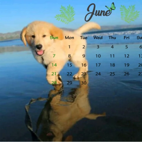 #freetoedit,#june,#junecalendar,#puppy,#dog,#srcjunecalendar,##summertime