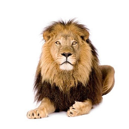 freetoedit lion animal