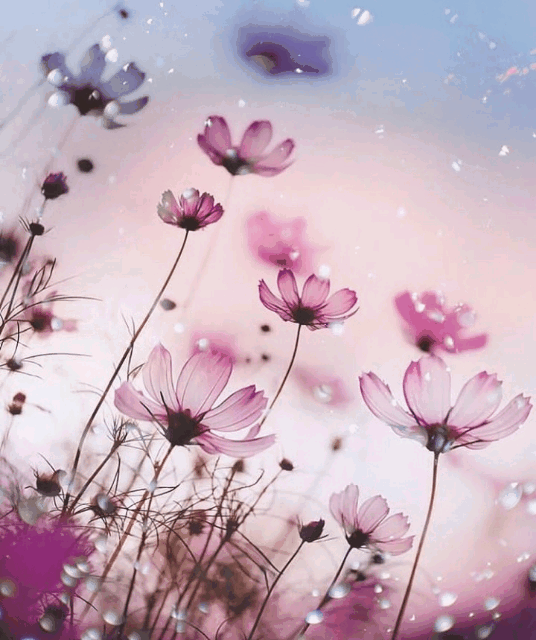 freetoedit gif colors flowers 330572868004201 by @irethf5