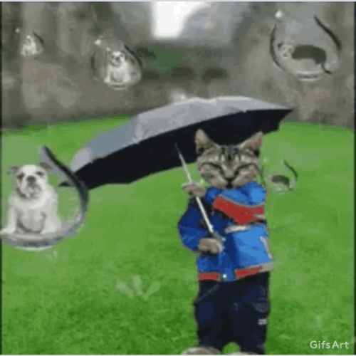 Featured image of post Raining Gif Funny Rain talk funny cute