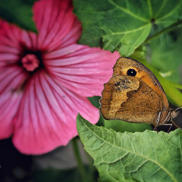 freetoedit butterfly meadowbrown life colours