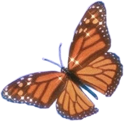 freetoedit aesthetic aestheticbutterfly butterfly monarchbutterfly orangeaesthetic orangebutterfly 90saesthetic 90sedit
