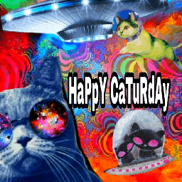 cat catlover catlove cats catsofpicsart catsphotography catday saturdaymorning saturday picsart myart
