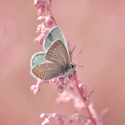 freetoedit pink butterfly flowers pretty