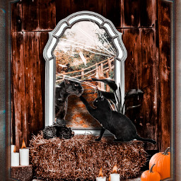 autumn competition blackcat panther grunge magic magical witch wicca pumpkin candle mirror reflection magick mystical vintage freetoedit ircinthemirror inthemirror