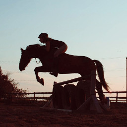 equestrian equinephotography pony horse horseriding petsandanimals jump tires