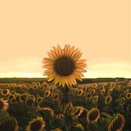 freetoedit sunflower sunrise