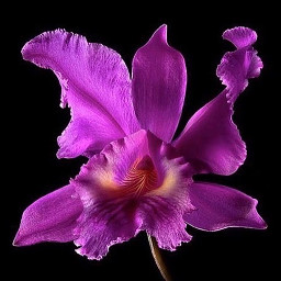 freetoedit flower beautifull orchid