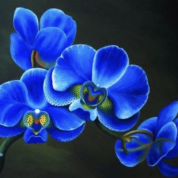 freetoedit flower orchid beautifull