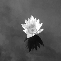 blackandwhite black and white blackandwhitephotography photo flower pcblack&whitenature black&whitenature