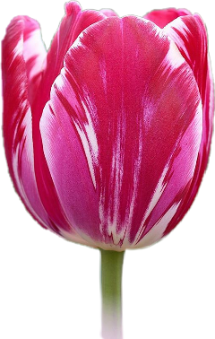flower tulip pink pinkflower freetoedit