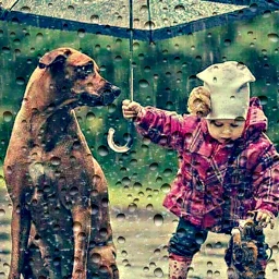 humanity adorable thoughtful rainy raindropchallenge challenge voteforme trending foryourpage vote followme freetoedit srcrainonme rainonme
