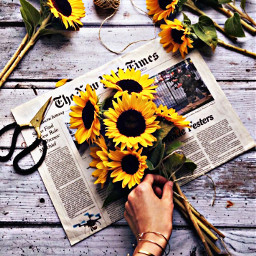 freetoedit flowers background sunflowers🌻💛🌻 article fotoedit tumblr aestetic sunflowers