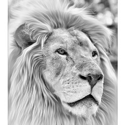lion petsandanimals nature picsoftheday picsart